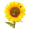 The Kinder Garden Preschool logo