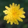Dandelion Learning Collaborative logo