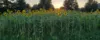 Hidwell Family Farm logo